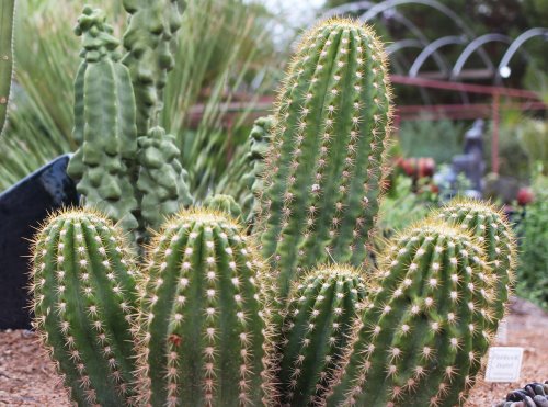arizona-desert-cactus