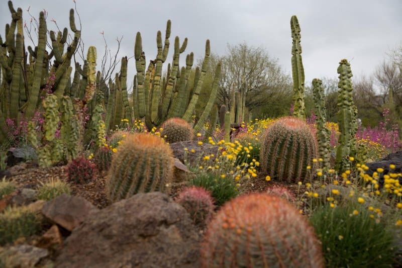 tucson cactus desert