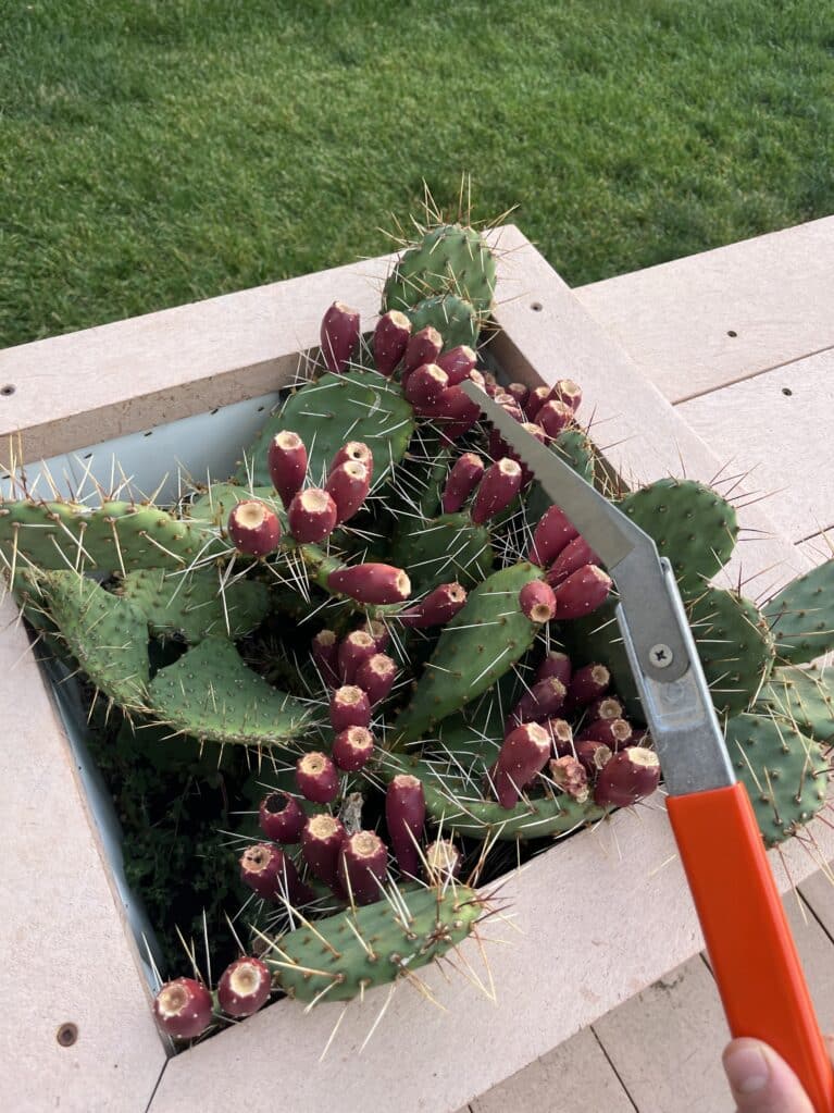 cactus pruner combo kit knife