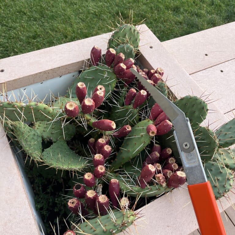 cactus pruner combo kit knife